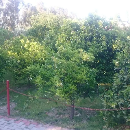 Gruen Kızılot